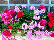 Fotografie Diverse Plante 